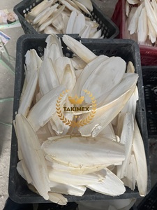 Hueso de Sepia de Alta Calidad para Aves, 100% Natural, Proveniente de Vietnam, la Mejor Fuente de Suplemento de Calcio - Product Image 5