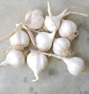 Ajo de un Solo Diente Premium – Natural, Ajo Individual de Alta Calidad // Mr.Tom - Product Image 1