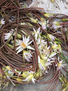 100% Venta a granel Pétalos de flores secas Nymphaea Caerulea - Product Image 3