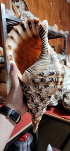 Coquilles de trompette spirales polies naturelles du Vietnam, imperméables, pour la décoration intérieure, les projets artistiques et l'emballage de cadeaux haut de gamme - Product Image 5