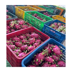 TRUSTED QUALITY Clean Soft Dried Dragon Fruit Delicious Smoothie Mix Tasty Daily Snack Safe Chewy Tropical Fruit Material - Product Image 2