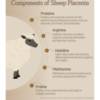 Extrait d'ampoule de placenta premium, liquide oral énergétique naturel, supplément de placenta équin pur, stimulant immunitaire, faible teneur en sucre
