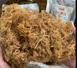 Dried FD Laver Seaweed Chopped <b>Natural</b> White <b>Sea</b> <b>Moss</b> Salted Mineral Rich Cultivated Ca Mau Vietnam 99 GD Bulk Bag 0.5-2kg - Product Image 6