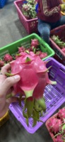 Biologisch Tropisch Fruit 100% Natuurlijk Vers Landbouwproducten voor Export met Zachte Zoete Smaak Gewone Zachte Witte Drakenvrucht OEM