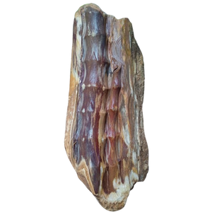 Bois pétrifié naturel poli, pierre de bambou pour la décoration intérieure et l'exposition, produit de pierre de jardin de qualité supérieure - Product Image 3