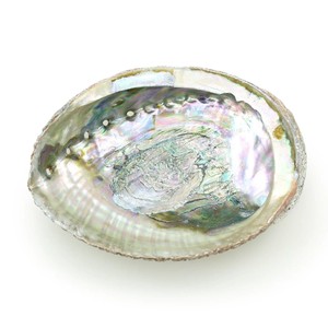 <b>Abalone</b> <b>shell</b> ocean seashell cheapest cost sea <b>shells</b> for making jewelry nautical decoration - Product Image 4