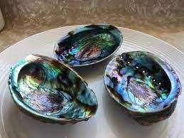 Hot Deal 2025 Polished Abalone Shells from Vietnam, Large <b>Moon</b> Snail Auger Shells, Seashells, Aquarium Decor, Tropical Vibes - Product Image 5