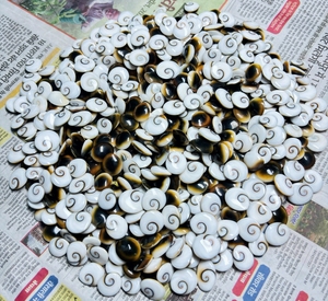 Gema Natural de Ojo de Shiva de Alta Calidad, Cabujón Suelto, Lote Directo de Fábrica, Lote a Granel de Gemas de Ojo de Shiva a Precio Mayorista - Product Image 2