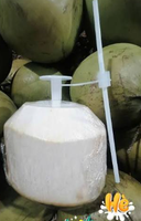 Noix de coco verte jeune fraîche - Origine Vietnam - Entière avec coque - 1ère qualité - À vendre