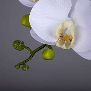 ก้านดอกกล้วยไม้ฟาแลนนอปซิส THAF-011 แบบสัมผัสเหมือนจริง ทำจากยางลาเท็กซ์คุณภาพพรีเมียม สำหรับตกแต่งบ้านอย่างหรูหรา และจัดดอกไม้สำหรับงานแต่งงาน - Product Image 3