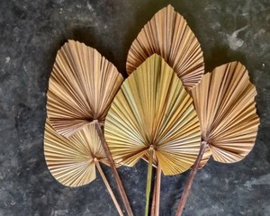 BLUE LOTUS FARM Eco Friendly Dried Palm <b>Leaf</b> Boho Style Home <b>Decor</b> Healthy Reusable <b>Leaf</b> Set Bulk - Product Image 6