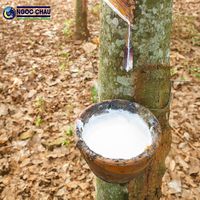 Latex de caoutchouc naturel à haute teneur en ammoniac 60% DRC, matière première pour gants d'examen, provenant d'un fournisseur au Vietnam
