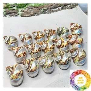 เปลือกหอยมุกสีรุ้ง ขนาด 4.5-5 ซม. 9-10 ซม. สำหรับงานประดิษฐ์เครื่องประดับ ของตกแต่งสไตล์ชายทะเล และขายปลีก - Product Image 2