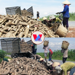 Polvo de Pulpa de Yuca Seca, Alto Contenido de Almidón, Residuo de Tapioca para Alimentación de Cerdos, Aves y Pollos, Reemplazo de Maíz, Bolsa de 50 kg - Product Image 4