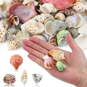 เปลือกหอยธรรมชาติสำหรับตกแต่งตู้ปลา ถ่ายภาพ และงานประดิษฐ์ DIY - Product Image 1