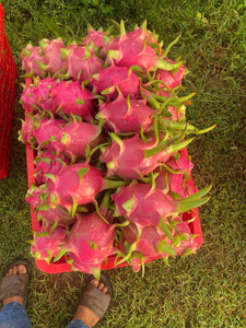 Dragon Fruit vietnamien frais (chair blanche/rouge) sucré pour l'exportation, marché de gros, durée de conservation de 30 à 45 jours, TECHMIFOOD, stockage frigorifique - Product Image 2