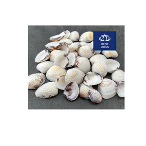 EN ALTA DEMANDA: Conchas Marinas Ecológicas, Seguras y Limpias, Ideales para Manualidades y Fabricación de Velas - Product Image 1