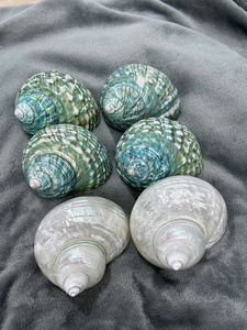 Conchas de Abulón Arcoíris Pulimentadas Premium, Conchas de Paua Iridiscentes Perladas, Paquete a Granel para Decoraciones de Hoteles y Resorts de Lujo - Macy - Product Image 5