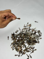 Pointes de corne de buffle naturelles faites à la main, de haute qualité et durables, couleur brun clair, pour la fabrication de montures de lunettes haut de gamme NHE
