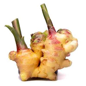 Natural fresh ginger available in bulk for <b>tea</b> blenders and herbal product <b>makers</b> - Product Image 4