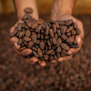 Granos de Cacao Orgánicos Cuidadosamente Seleccionados que Ofrecen un Aroma Fresco y un Sabor Intenso para la Demanda Internacional de Suministro de Alimentos al por Mayor - Product Image 1
