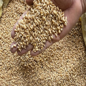 Grano de Trigo de Primera Calidad para Consumo Humano, Trigo Integral Natural, 12 Meses de Vida Útil, Utter Pradesh, para una Alimentación Saludable - Product Image 4
