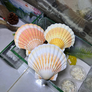 Conchas de vieira limpiadas, material de concha de vieira para decoración de bodas, artesanía y decoración, fabricante de Vietnam - Product Image 1
