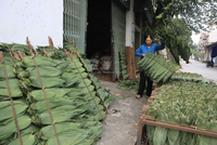 Daun Bambu Vietnam Bahan Baku Ramah Lingkungan Ukuran Besar Produsen HNIECO Umur Simpan 12 Bulan Penyimpanan Kering Buatan Vietnam