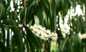 Aceite de Cajeput (CJ-001) Van Aroma - Product Image 2