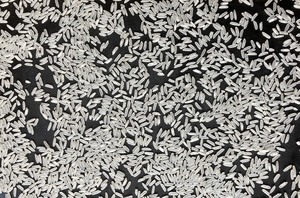 ข้าวหอมมะลิเม็ดยาวสีขาวริซอาโรซผู้จัดจำหน่ายและผู้ส่งออกจากเวียดนาม - Product Image 3