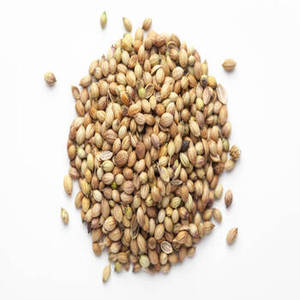 Graines de coriandre entières, 100% pures, brutes, naturelles, aromatiques, séchées, de qualité supérieure, provenant du Gujarat, pour l'exportation. - Product Image 1
