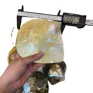 Raw Eco-Friendly Polished <b>Abalone</b> <b>Shell</b> Slice Natural Shape Mother of Pearl Home Decoration Craft Material 112mm - Product Image 1