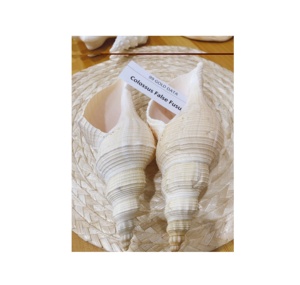 Concha grande pulida de alta calidad, Boca de Toro o concha de camafeo, artesanía de regalo de recuerdo - Product Image 2