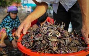 Cangrejo Marinado al Mayonesa al por Mayor, Procesado en Vietnam, Cocina Asiática, Listo para Comer o para Ensaladas, OEM ODM, Exportación Global B2B - Product Image 6