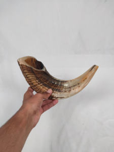 Shofar Tradicional Ecológico, Cuerno de Carnero Artesanal para Rituales Judíos, Decoración del Hogar, Venta al por Mayor en India - Product Image 3