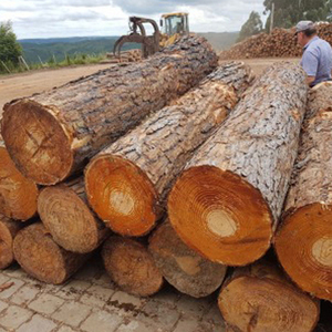 Leña de Roble y Haya de Primera Calidad Secada en Horno |   Hornos de secado de leña de abedul secada al horno en venta - Product Image 1