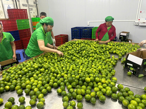 Citrons frais sans pépins du Vietnam avec une longue durée de conservation et un rendement en jus élevé, parfaits pour l'exportation, la vente en gros et l'emballage au détail - Product Image 2