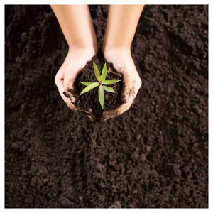 Natural Organic Vermi <b>Compost</b> for Fruit Vegetable Flower and Ornamental Plant Cultivation Worldwide - Product Image 3