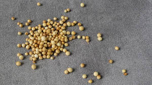 Semillas de Cilantro Indio Enteras 100% Naturales de Cosecha Nueva Premium de Gujarat, 12 Meses de Vida Útil para Compradores Mayoristas Globales - Product Image 3