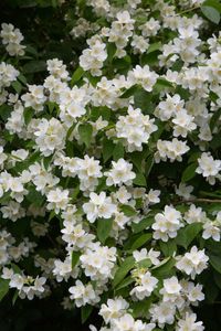 ALOURA OILS Jasmine Motia Attar Oil Natural Organic 100% Pure Hydro Distilled Aromatherapy Refreshing Floral Gardenia <b>Sweet</b> - Product Image 4