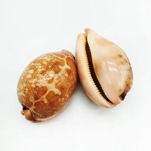 เปลือกหอยตกแต่งตู้ปลา ราคาแข่งขัน เปลือกหอยธรรมชาติจำนวนมาก - Product Image 1