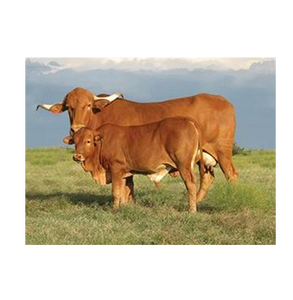 Ganado Africano en Venta |   Raza de Ganado Bovino Premium para Cría y Suministro al por Mayor - Product Image 1