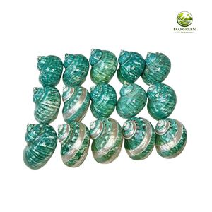 เปลือกหอยเทอร์โบขัดเงาธรรมชาติ ECO GREEN สำหรับตกแต่งบ้าน ธีมธรรมชาติ วัสดุงานฝีมือรักษ์โลก ฮวงจุ้ย และสไตล์โมเดิร์น - Product Image 6
