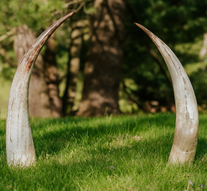 Customized Buffalo <b>Decorative</b> Horn Excellent Quality With Metal Stand Buffalo Horn <b>Decorative</b> Piece For Tableware - Product Image 2