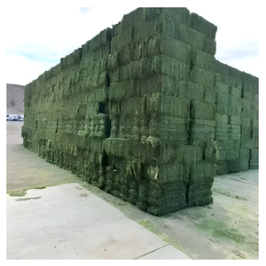 Premium Alfalfa Hay Dried Forage Hay Animal Feed for Horses Cattle Dairy Livestock Wholesale Bulk Supply Supplier Manufacturer - Product Image 1