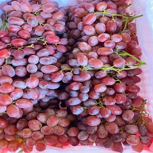 Oferta Exclusiva de Uvas Frescas, Dulces y Jugosas, Fruta Natural al por Mayor para Compradores Globales, Exportadores y Supermercados - Product Image 6