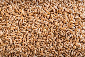 Grano de Trigo de Alta Calidad, Trigo Blando y Duro a Precio de Mayoreo, Proveedor Mayorista de Grano de Trigo Integral Orgánico para Venta al por Mayor - Product Image 4