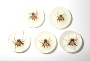Spiny <b>Spider</b> Real Specimen <b>Plastic</b> Cabochon Round 25x25 mm Glow Flat Bottom for Crafts and Jewelry Making - Product Image 6