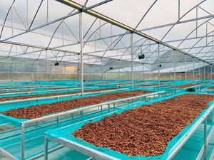 HANCOFFEE ผู้จัดจำหน่ายกาแฟเวียดนาม ปี 2026 กาแฟโรบัสต้าคุณภาพดีที่สุด - เกรด 1 แบบธรรมชาติ/แบบล้าง/แบบฮันนี่โปรเซส - แจกตัวอย่างฟรี - Product Image 6