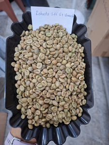 Granos de Café Verde Robusta de Alta Calidad, Certificados, de Comercio Justo, Sin Lavar, Procesados, Gia Lai Vietnam S16, Bolsa de 60 kg - Product Image 3